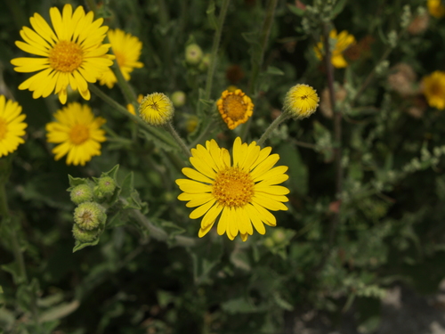 Heterotheca inuloides (False golden star) — photo