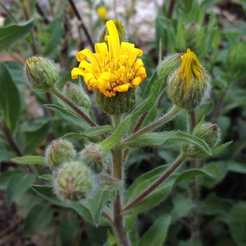 Heterotheca inuloides