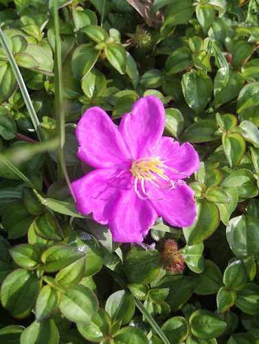 Heterotis rotundifolia (Trailing glory-flower) — photo