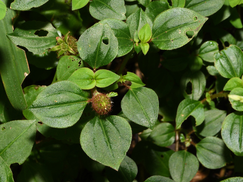 Heterotis rotundifolia (Trailing glory-flower) — photo
