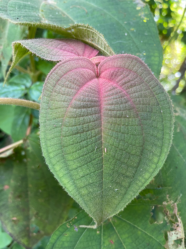 Heterotrichum cymosum — photo