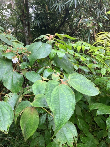 Heterotrichum cymosum — photo