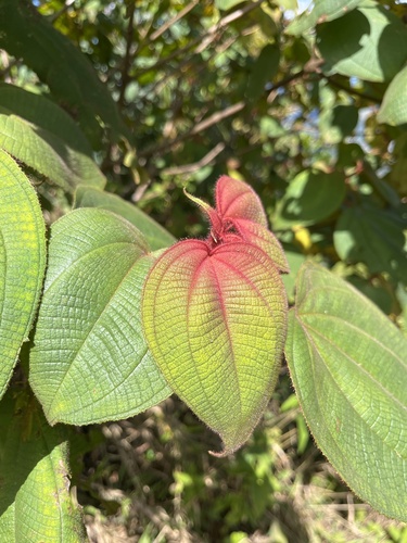 Heterotrichum cymosum