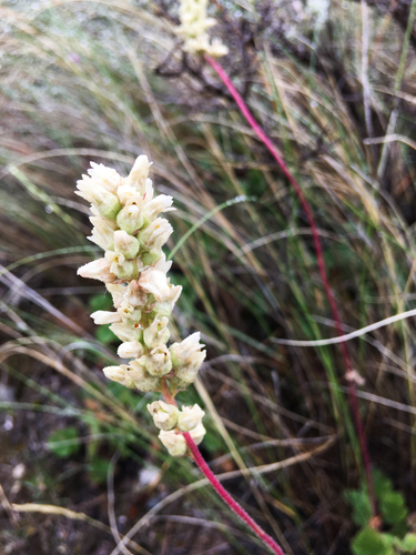 Heuchera cylindrica (Alum root) — photo