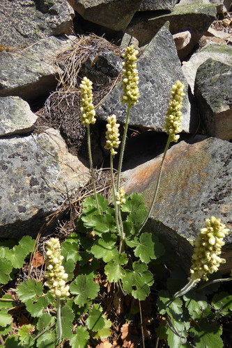Heuchera cylindrica (Alum root) — photo
