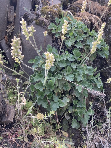 Heuchera cylindrica