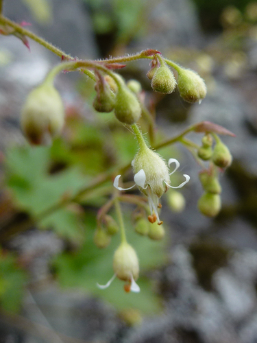 Heuchera glabra (Alpine heuchera) — photo