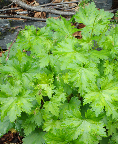 Heuchera glabra (Alpine heuchera) — photo