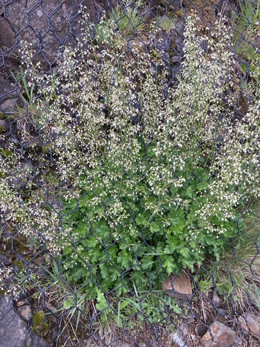 Heuchera micrantha