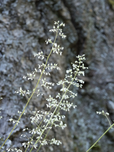 Heuchera micrantha (Small-flowered alum root) — photo