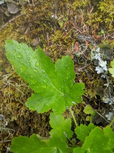 Heuchera micrantha var. diversifolia