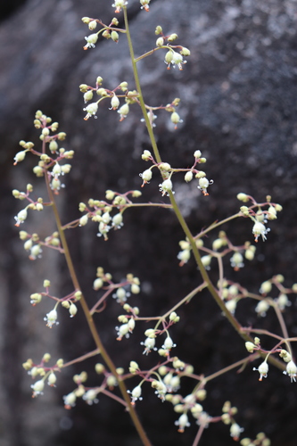 Heuchera micrantha var. diversifolia (Alum root) — photo