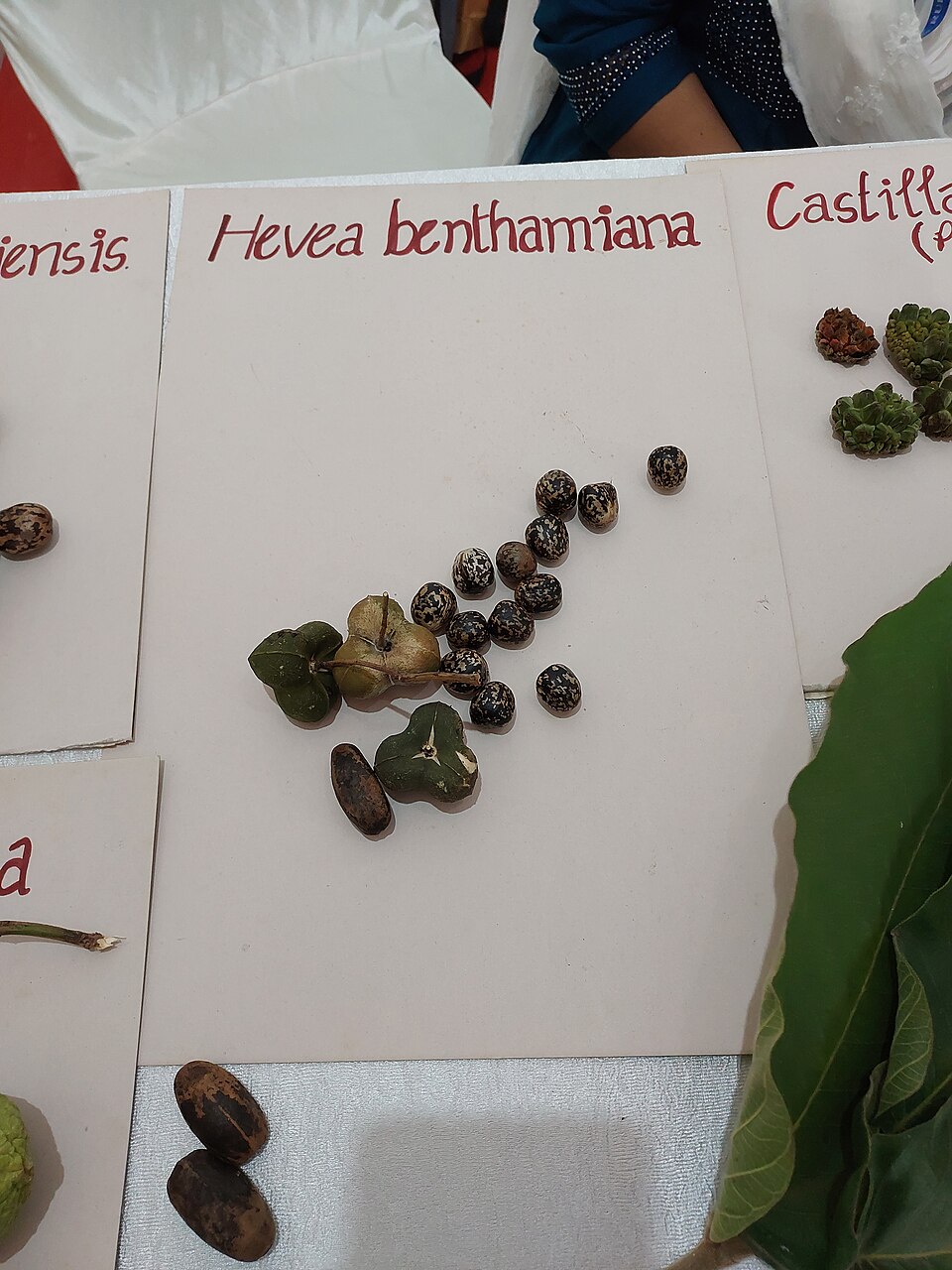Hevea benthamiana
