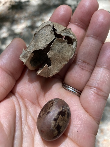 Hevea brasiliensis (Para rubber tree) — photo