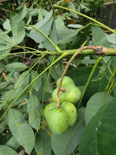 Hevea brasiliensis (Para rubber tree) — photo