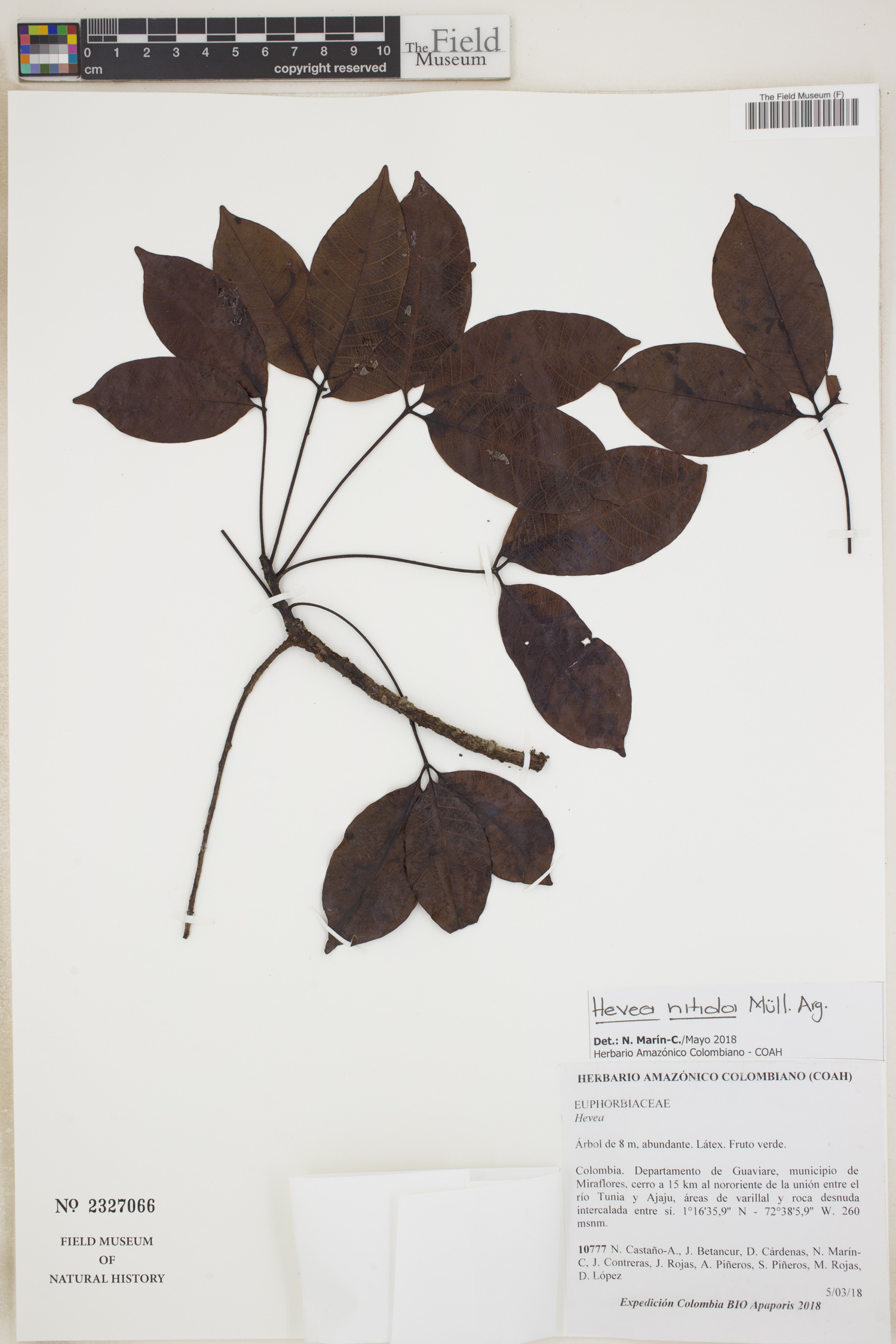 Hevea nitida (Glossy rubber tree) — photo