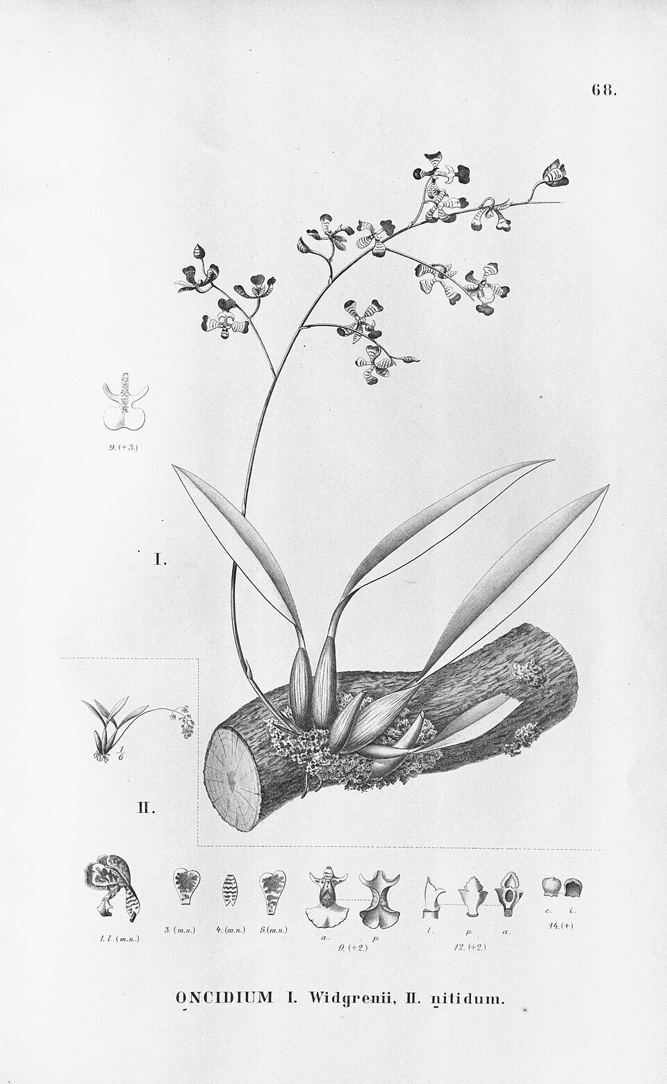 Hevea nitida