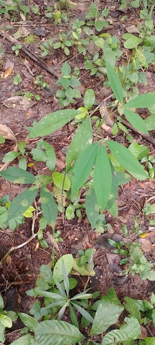 Hevea pauciflora (Few flower rubber tree) — photo