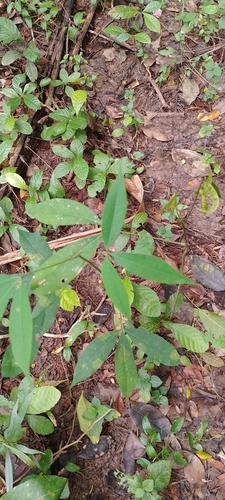 Hevea pauciflora (Few flower rubber tree) — photo