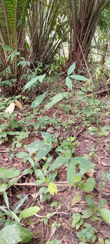 Hevea pauciflora