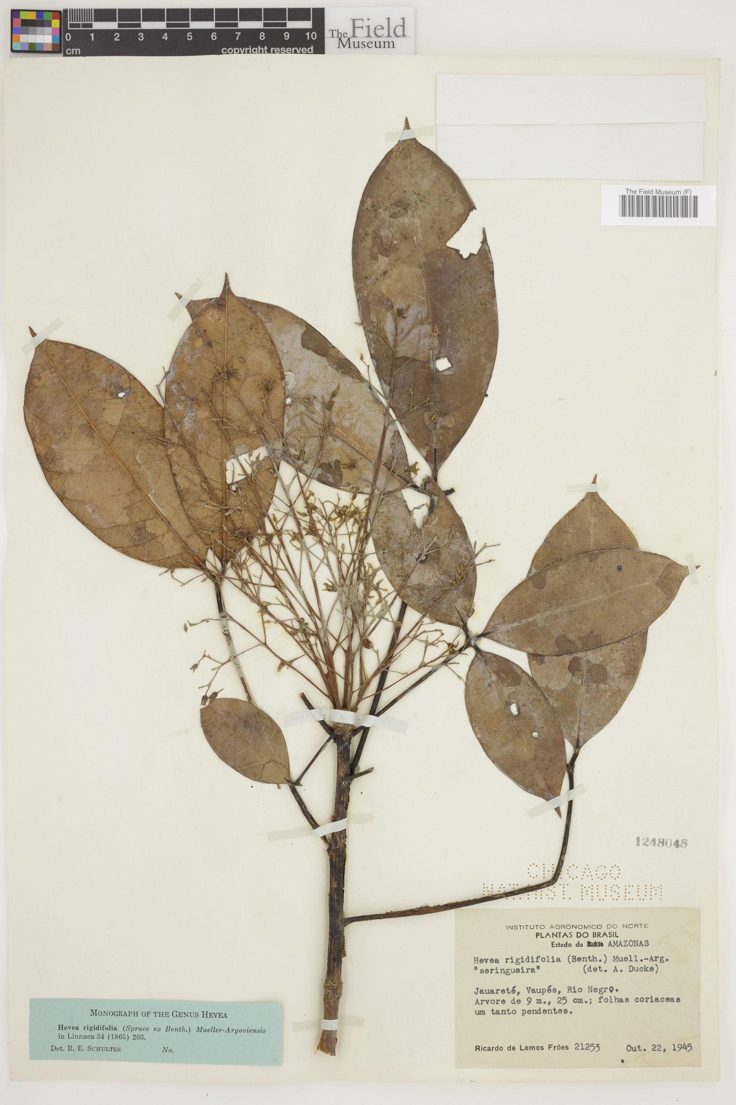 Hevea rigidifolia — photo