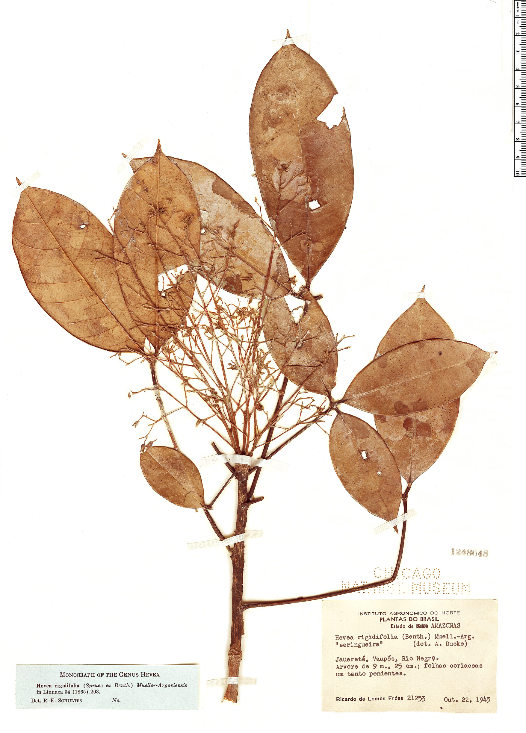 Hevea rigidifolia — photo