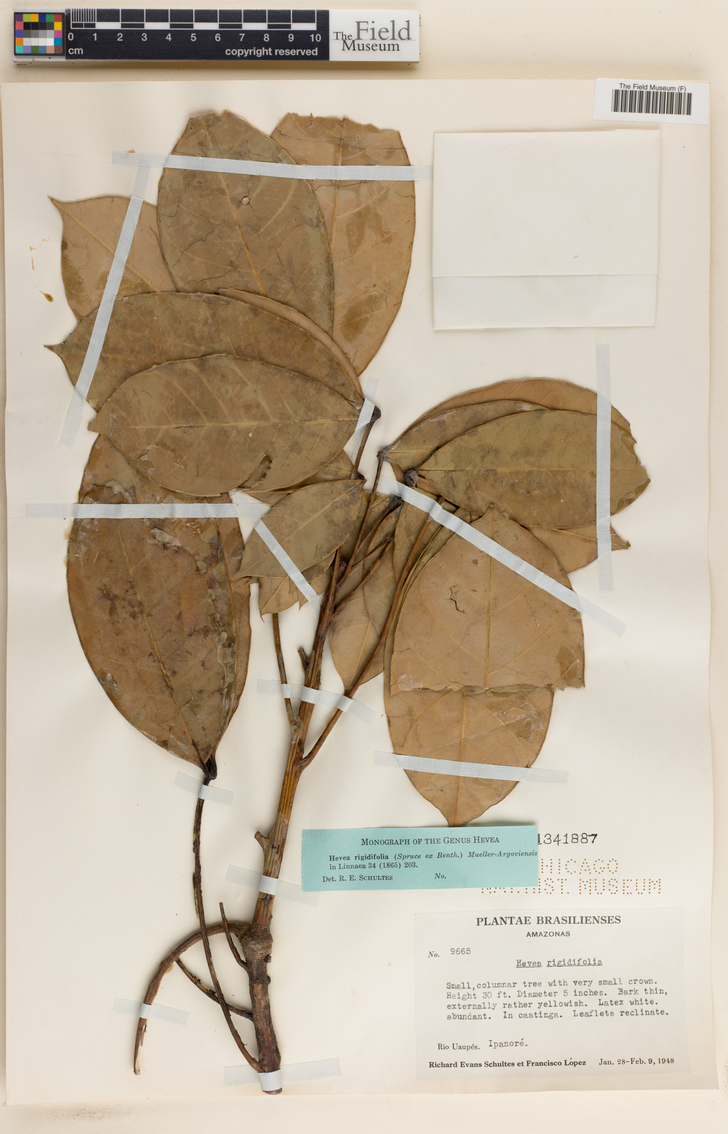 Hevea rigidifolia