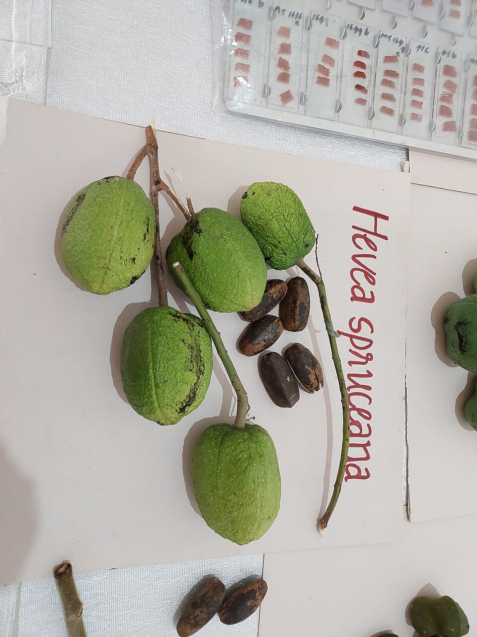 Hevea spruceana