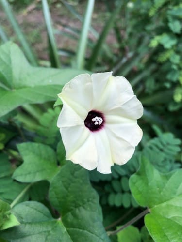 Hewittia malabarica — photo
