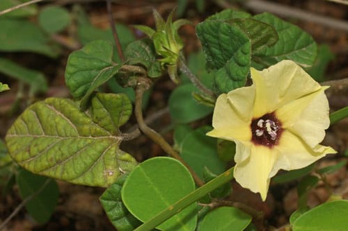 Hewittia malabarica — photo