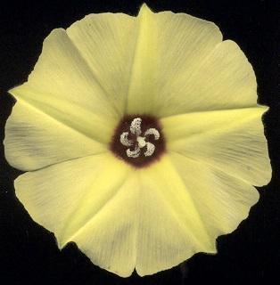 Hewittia malabarica