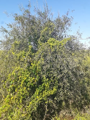 Hexachlamys edulis (Edible hexachlamys) — photo
