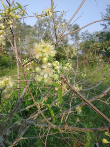 Hexachlamys edulis (Edible hexachlamys) — photo