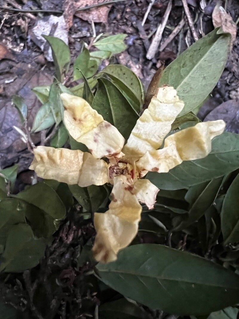 Hexalobus crispiflorus — photo