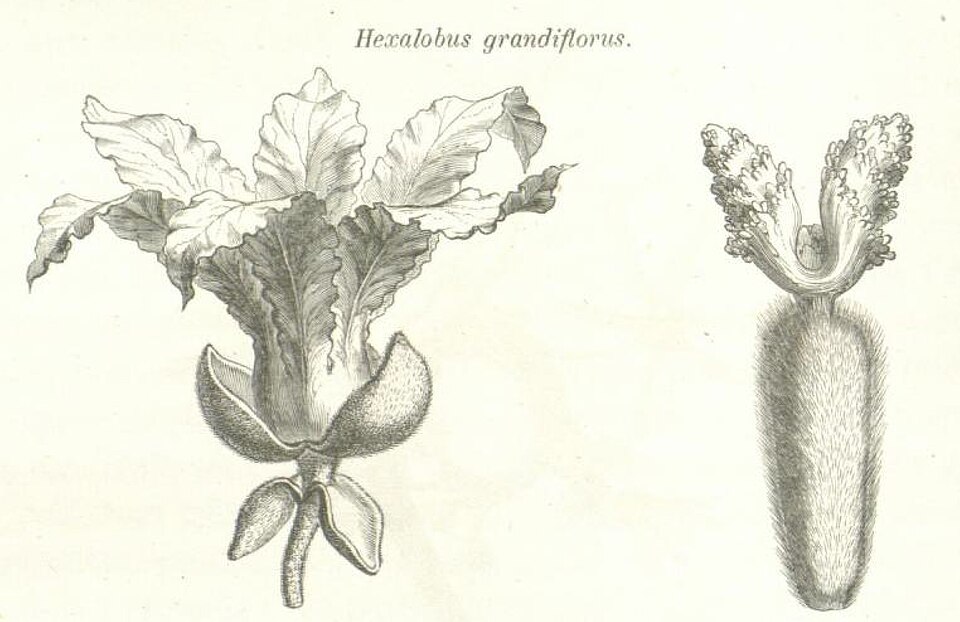 Hexalobus crispiflorus