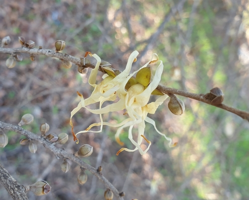 Hexalobus monopetalus (Shakama plum) — photo