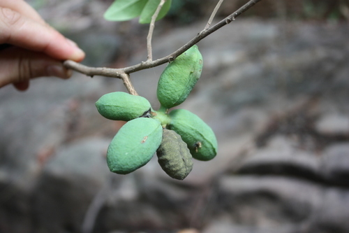 Hexalobus monopetalus (Shakama plum) — photo