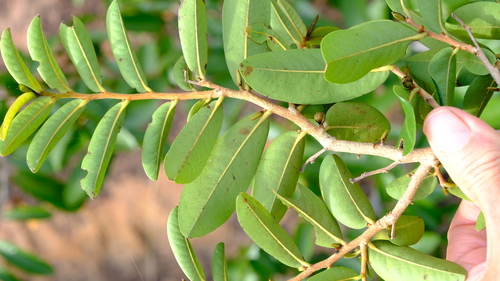 Hexalobus monopetalus