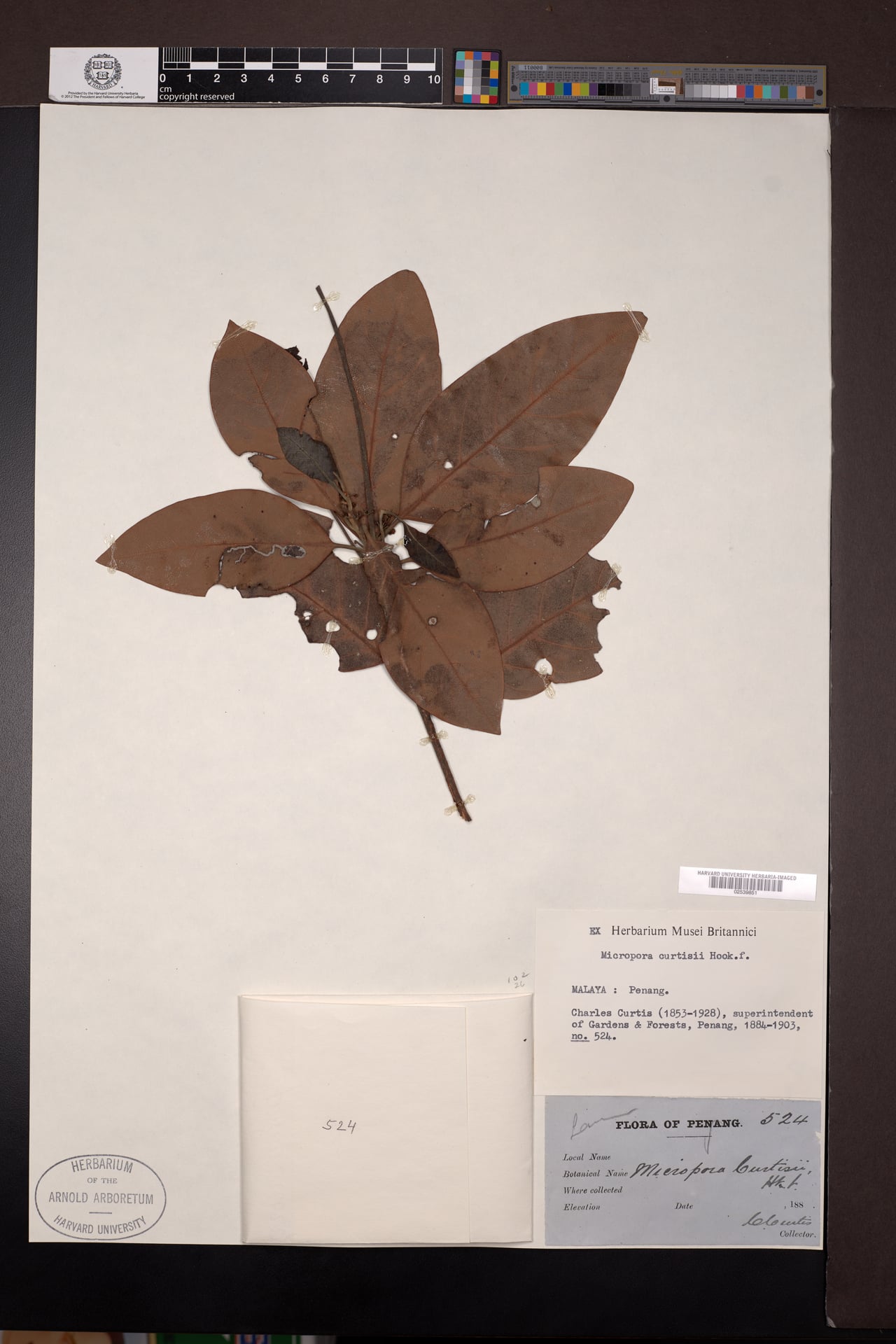 Hexapora curtisii — photo