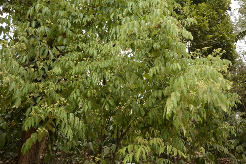 Heynea trijuga (Indian heynea) — photo