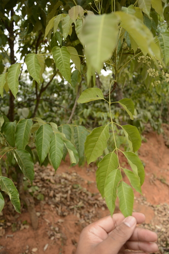 Heynea trijuga (Indian heynea) — photo