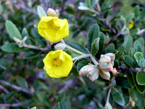 Hibbertia coriacea — photo
