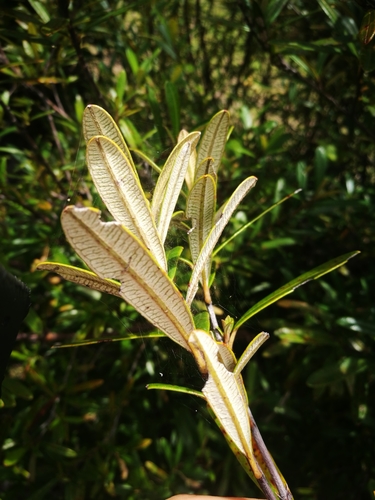 Hibbertia coriacea — photo