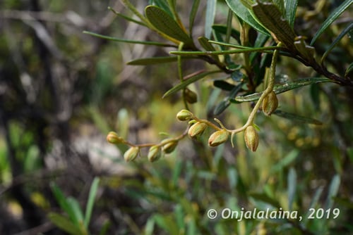Hibbertia coriacea