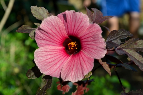Hibiscus acetosella (Red-leaf hibiscus) — photo