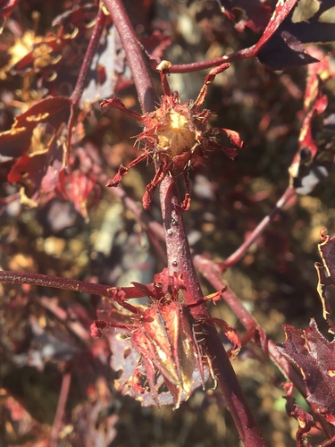 Hibiscus acetosella (Red-leaf hibiscus) — photo