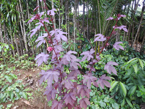Hibiscus acetosella