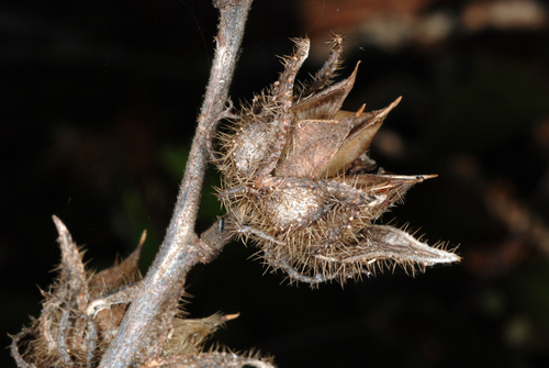 Hibiscus aculeatus — photo