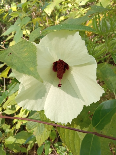 Hibiscus aculeatus