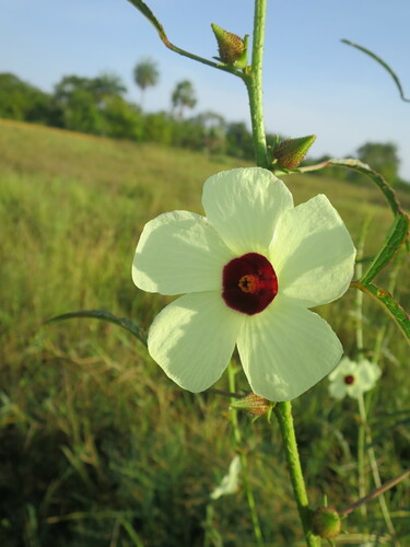 Hibiscus asper